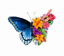 Image result for Beautiful Butterfly Art