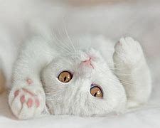 Image result for cotton_cat