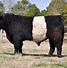 Image result for Belted Galloway Cattle