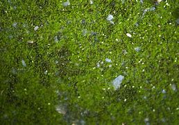Image result for Moss Like Ground Cover