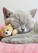 Image result for The World's Best Cute Photo