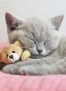 Image result for Show Me a Picture of Cute Kittens