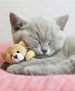 Image result for Cute Fluffy Kittens for Profile