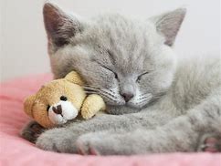 Image result for Cutest Cat Ever in the Entire World