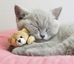 Image result for Cutest Kitten Ever