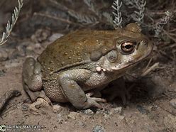 Image result for Sonoran Desert Toad