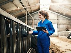 Image result for Netherlands Farm Women