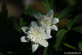 Image result for Anemone nemorosa Alba Plena 2J