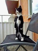 Image result for Baby Cat Standing Up