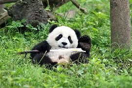Image result for Baby Giant Panda Eating Bamboo