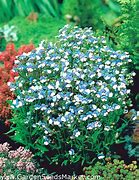 Image result for NEMESIA BLUE LAGOON