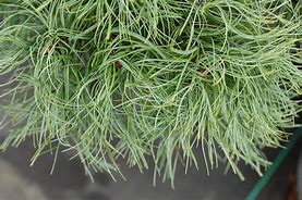 Image result for Pinus strobus Squigles