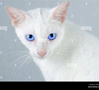 Image result for Pure White Cat