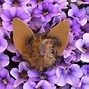 Image result for White Collared Fruit Bat