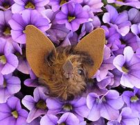 Image result for White Collared Fruit Bat