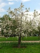 Image result for Malus domestica Discovery