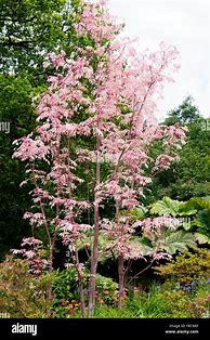 Image result for Toona sinensis Flamingo