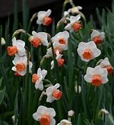 Image result for Narcissus Brook Ager