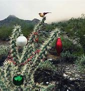Image result for Arizona Desert Christmas