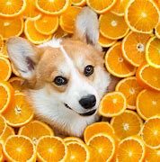 Image result for Clue Dog Apples and Orange