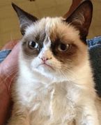 Image result for Grumpy Cat Blank Meme