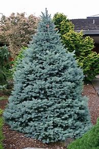 Image result for Ornamental Blue Spruce Trees