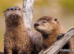 Image result for Mexican Otter