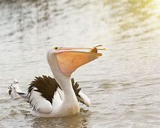 Image result for Pelican Eating People