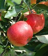 Image result for Small Gala Apple