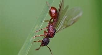 Image result for Ant Wings