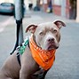 Image result for Cute Pit Bulls