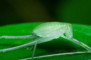 Image result for Small Green Cricket