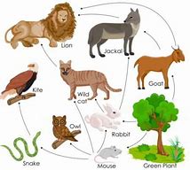 Image result for Cat Food Chain