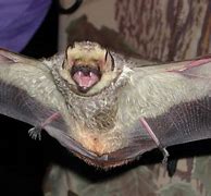 Image result for Bats in New Mexico