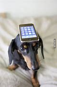 Image result for Dog Using a iPhone