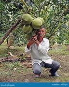 Image result for Tropical Fruit Farmer