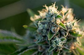 Medical Marijuana CBD に対する画像結果