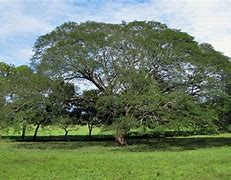 Image result for Parota Tree