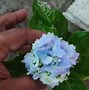 Image result for HYDRANGEA MACR. EARLY BLUE