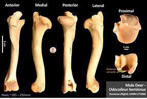 Image result for Deer Humerus Bone
