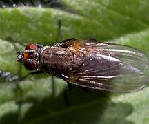 Image result for Fly Bug