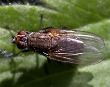 Image result for Fly Bug