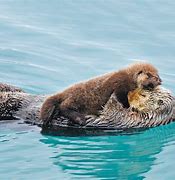 Image result for Baby European Otter