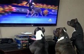 Image result for Dogs Doing Humans Bing