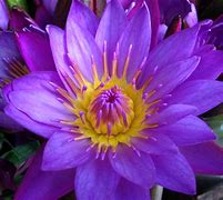 Image result for Photos of Flowers's From Brazil