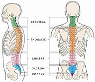 Image result for Printable Spine Pictures Anatomy