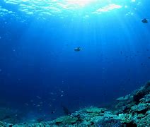 Image result for Deep Ocean Habitat