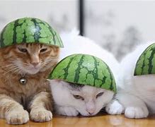 Image result for Cat Helmet Meme