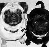 Image result for LOL Pugs