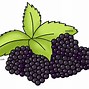 Image result for BlackBerry Vine Clip Art
